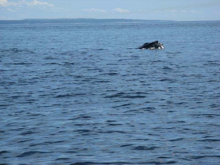 Baleines 028.JPG